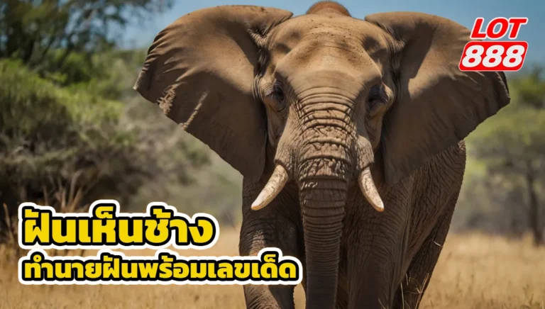 ฝันเห็นช้าง